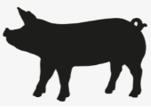 Roaster Pig / 21 - 25 pounds
